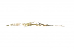 delphinium-sec-18.