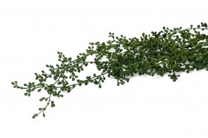 artificial-rue-muraria-hanging-41
