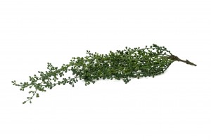 artificial-rue-muraria-hanging-41.