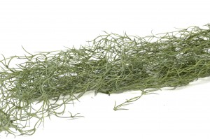 tillandsia-artificiel-chute-41