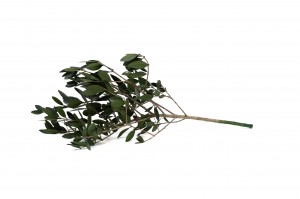 branche-d-olivier-sauvage-stabilise-15.