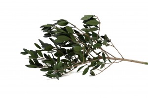 preserved-olive-branch-15