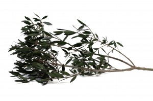 branche-d-olivier-sauvage-stabilise-15