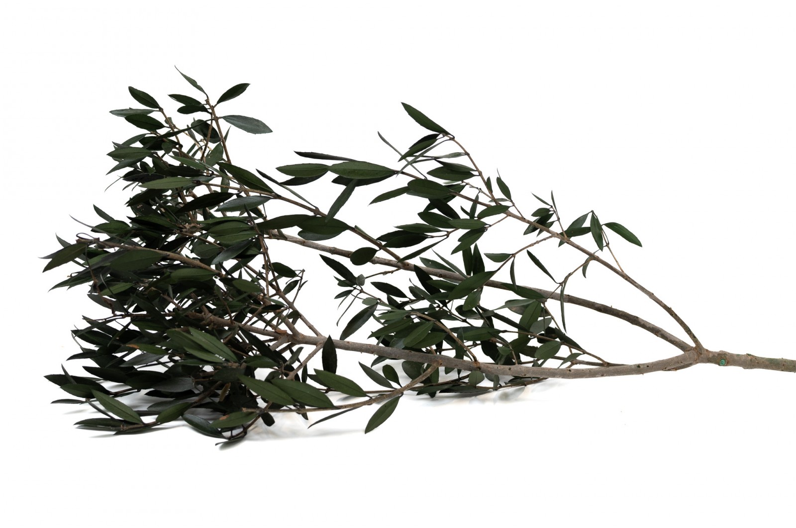 preserved-olive-branch-15