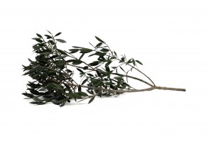 preserved-olive-branch-15.