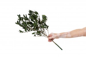 branche-d-olivier-sauvage-stabilise-15.