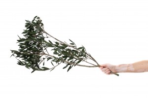 stabilisierter-wilder-olivenzweig-15.