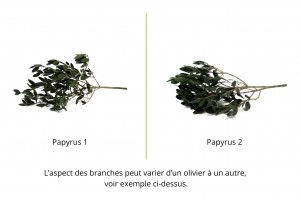 preserved-olive-branch-15.