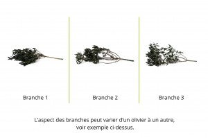 preserved-olive-branch-15.