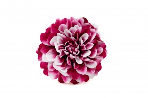 preserved-dahlia-30.