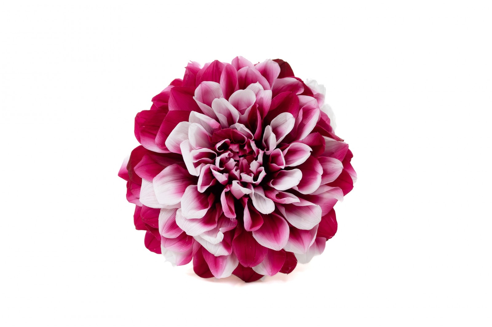 stabilisierte-dahlia-30