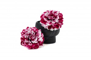 dahlia-stabilise-30.