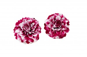 dahlia-stabilise-30.