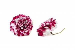 stabilisierte-dahlia-30.