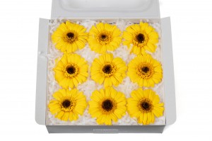 preserved-gerbera-30.