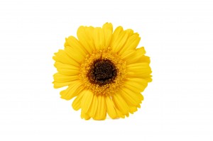 preserved-gerbera-30.