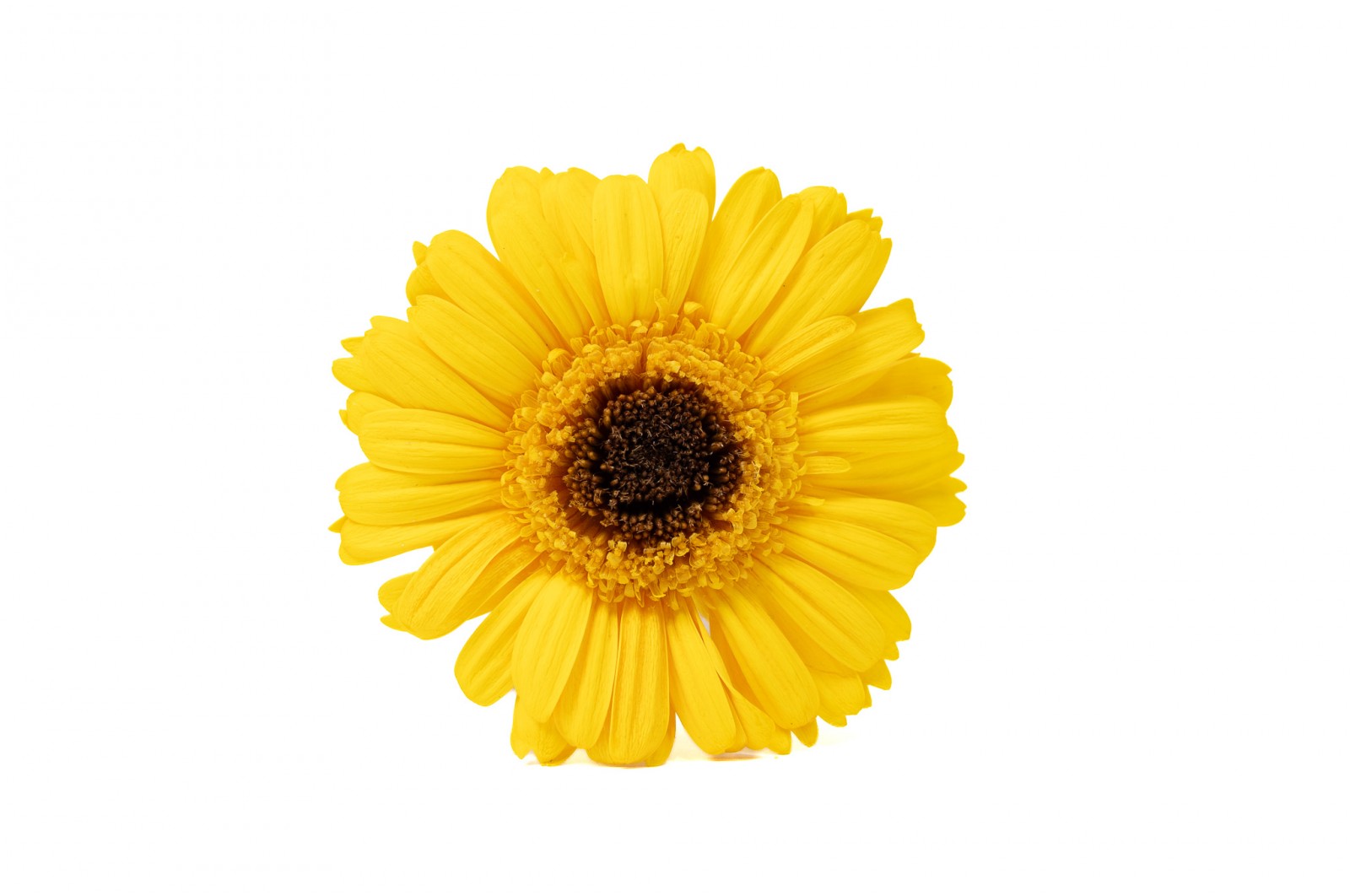preserved-gerbera-30