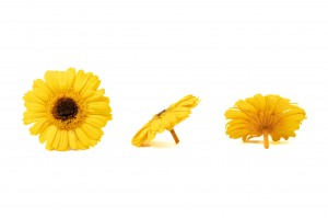 preserved-gerbera-30.
