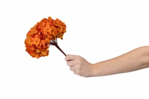 hortensia-stabilise-14.