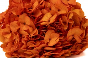 preserved-hydrangea-14.