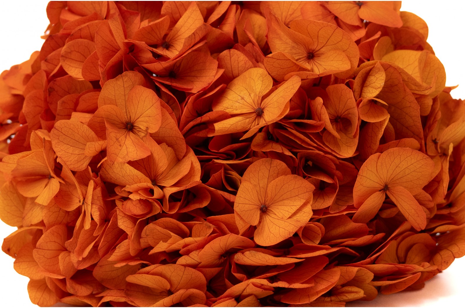 preserved-hydrangea-14