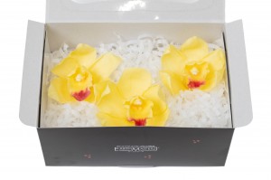 preserved-cymbidium-orchid-30.