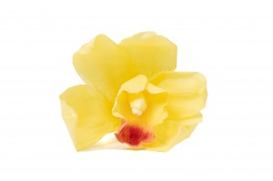 preserved-cymbidium-orchid-30.