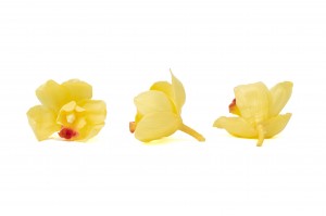 preserved-cymbidium-orchid-30.