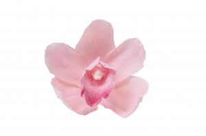 preserved-cymbidium-orchid-30.