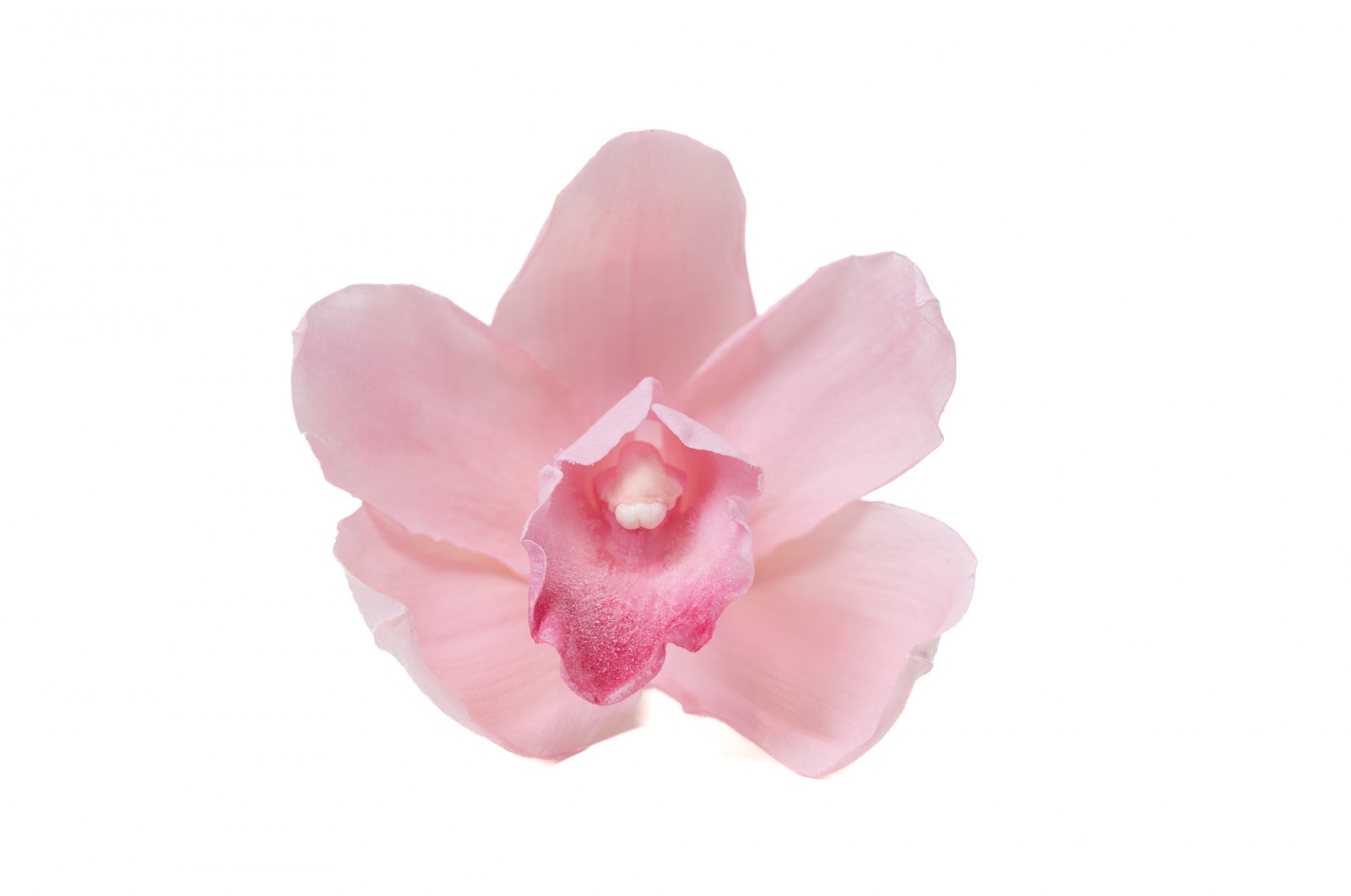 stabilisierte-cymbidium-orchidee-30