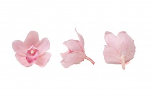 preserved-cymbidium-orchid-30.
