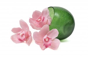 preserved-cymbidium-orchid-30.