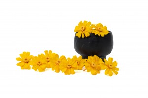 stabilisierte-zinnia-30.