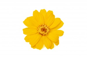 preserved-zinnia-30.
