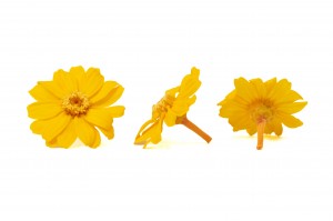 preserved-zinnia-30.