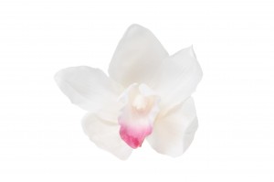 preserved-cymbidium-orchid-30