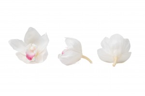 preserved-cymbidium-orchid-30.