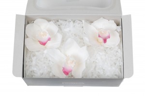 preserved-cymbidium-orchid-30.