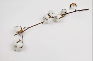Branche de coton sèche naturelle (NL)