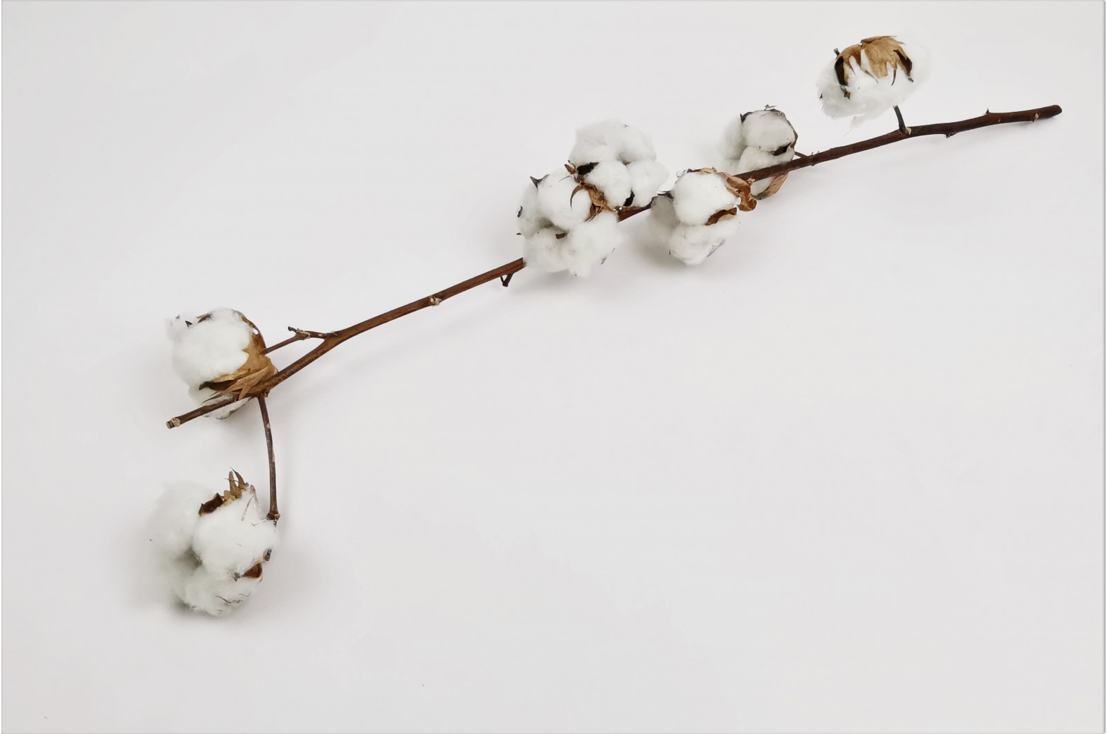 Natural dried coton branch (NL)