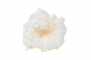 preserved-chrysanthemum-morifolium-o-6-7-cm-30.