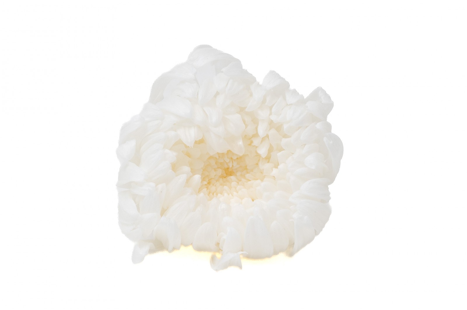 preserved-chrysanthemum-morifolium-o-6-7-cm-30