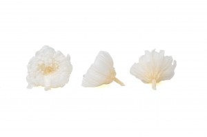 preserved-chrysanthemum-morifolium-o-6-7-cm-30.