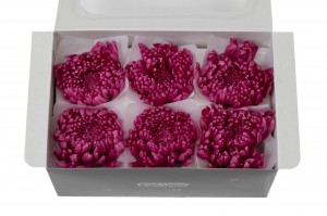 preserved-chrysanthemum-morifolium-o-6-7-cm-30.