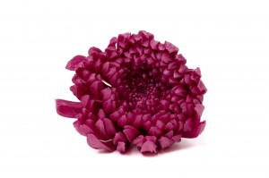 preserved-chrysanthemum-morifolium-o-6-7-cm-30