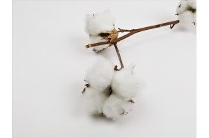 natural-dried-coton-branch-18.