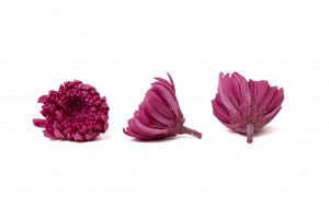 preserved-chrysanthemum-morifolium-o-6-7-cm-30.