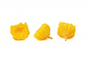preserved-chrysanthemum-morifolium-o-6-7-cm-30.
