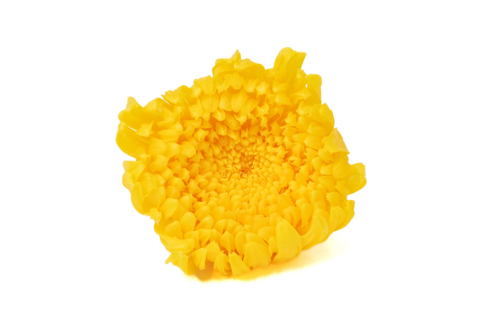 preserved-chrysanthemum-morifolium-o-6-7-cm-30