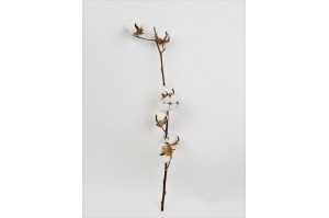 natural-dried-coton-branch-nl.